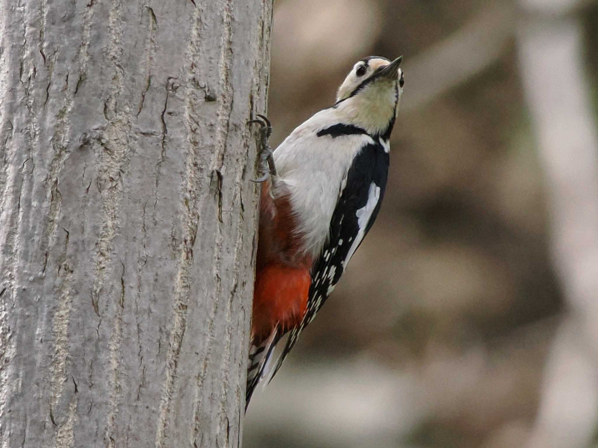 Photo of Great Spotted Woodpecker(japonicus) at 左股川緑地(札幌市西区) by 98_Ark (98ｱｰｸ)