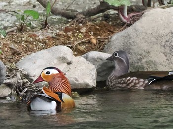 2024年5月5日(日) 福井緑地(札幌市西区)の野鳥観察記録