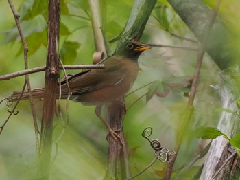 Sun, 5/5/2024 Birding report at 左股川緑地(札幌市西区)