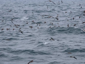 2024年4月29日(月) 見島航路の野鳥観察記録