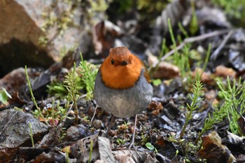 Japanese Robin 八岳ノ滝 Thu, 5/2/2024