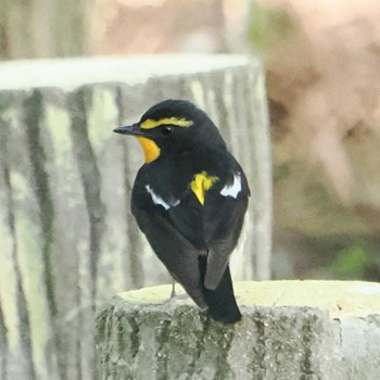 Narcissus Flycatcher 再度公園 Sun, 5/5/2024