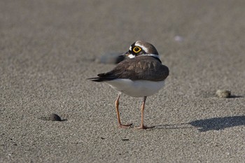 2024年5月2日(木) 和歌山 磯ノ浦の野鳥観察記録