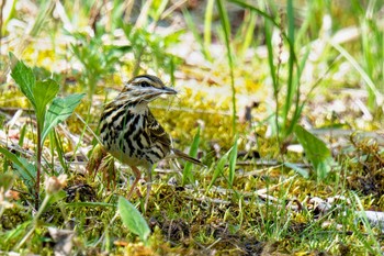 Olive-backed Pipit 西臼塚 Sat, 5/4/2024