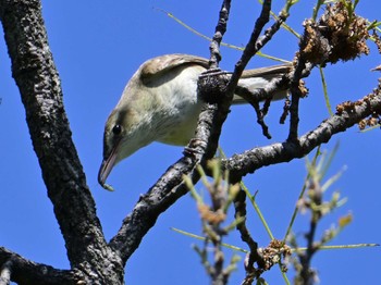 Oriental Reed Warbler 平城宮跡 Sun, 5/5/2024