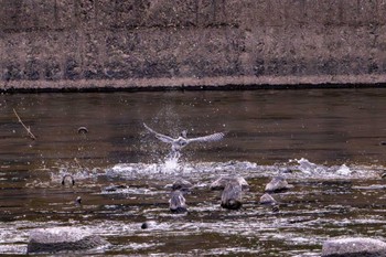 Crested Kingfisher 菊池川白石堰(熊本県) Sat, 5/4/2024