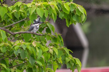 Crested Kingfisher 菊池川白石堰(熊本県) Sun, 5/5/2024