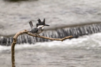 Crested Kingfisher 菊池川白石堰(熊本県) Sun, 5/5/2024