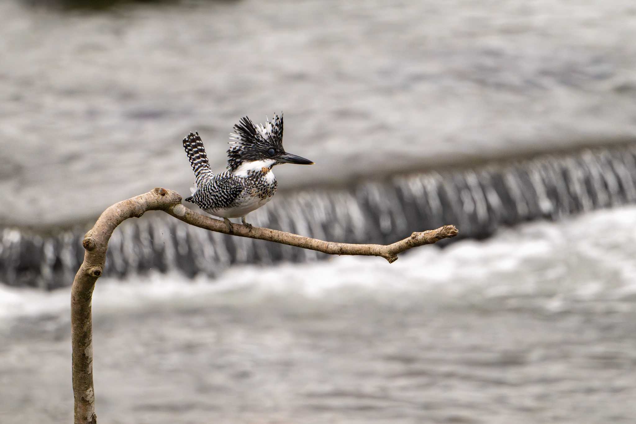 Photo of Crested Kingfisher at 菊池川白石堰(熊本県) by たけし