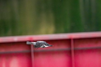 Crested Kingfisher 菊池川白石堰(熊本県) Sun, 5/5/2024