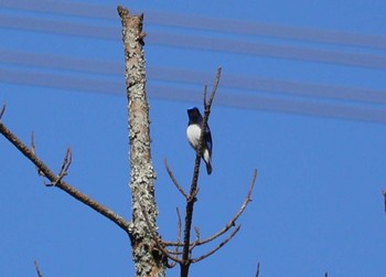 Blue-and-white Flycatcher 岩屋堂公園 Sun, 5/5/2024