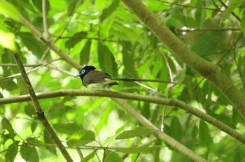 Black Paradise Flycatcher 海上の森 Sun, 5/5/2024