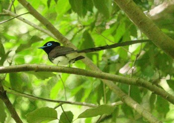 Black Paradise Flycatcher 海上の森 Sun, 5/5/2024