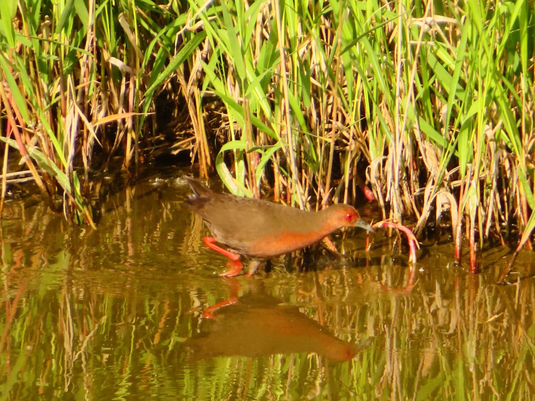 Ruddy-breasted Crake