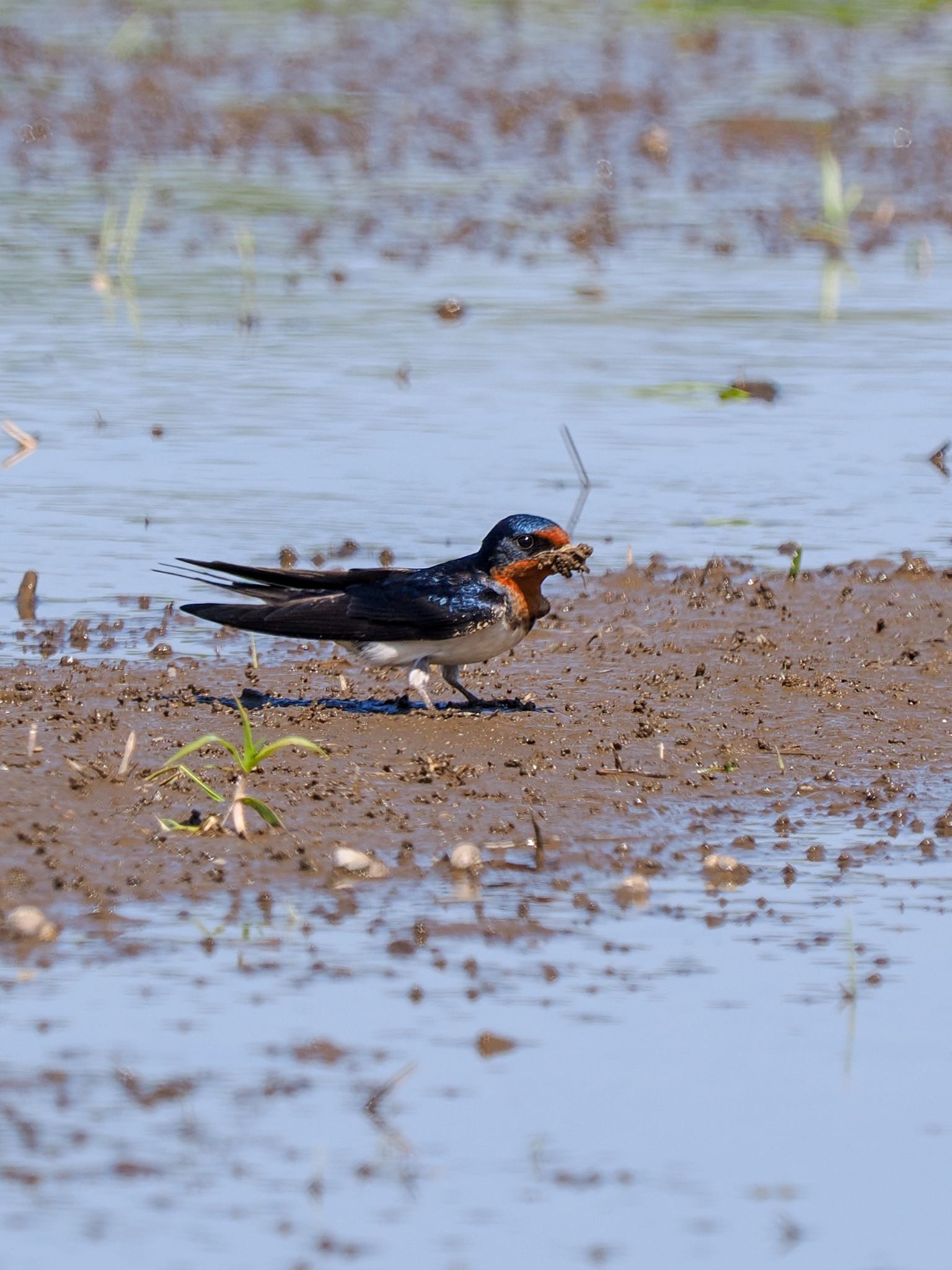 Photo of Barn Swallow at Teganuma by daffy@お散歩探鳥＆遠征探鳥♪