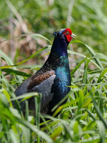 Green Pheasant Teganuma Sun, 5/5/2024