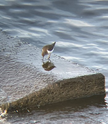 Common Sandpiper 多摩川二ヶ領宿河原堰 Sun, 5/5/2024