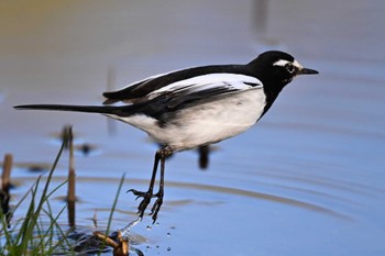 セグロセキレイ 北本自然観察公園 2024年3月18日(月)