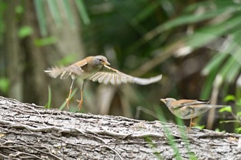 Pale Thrush Akigase Park Fri, 4/12/2024