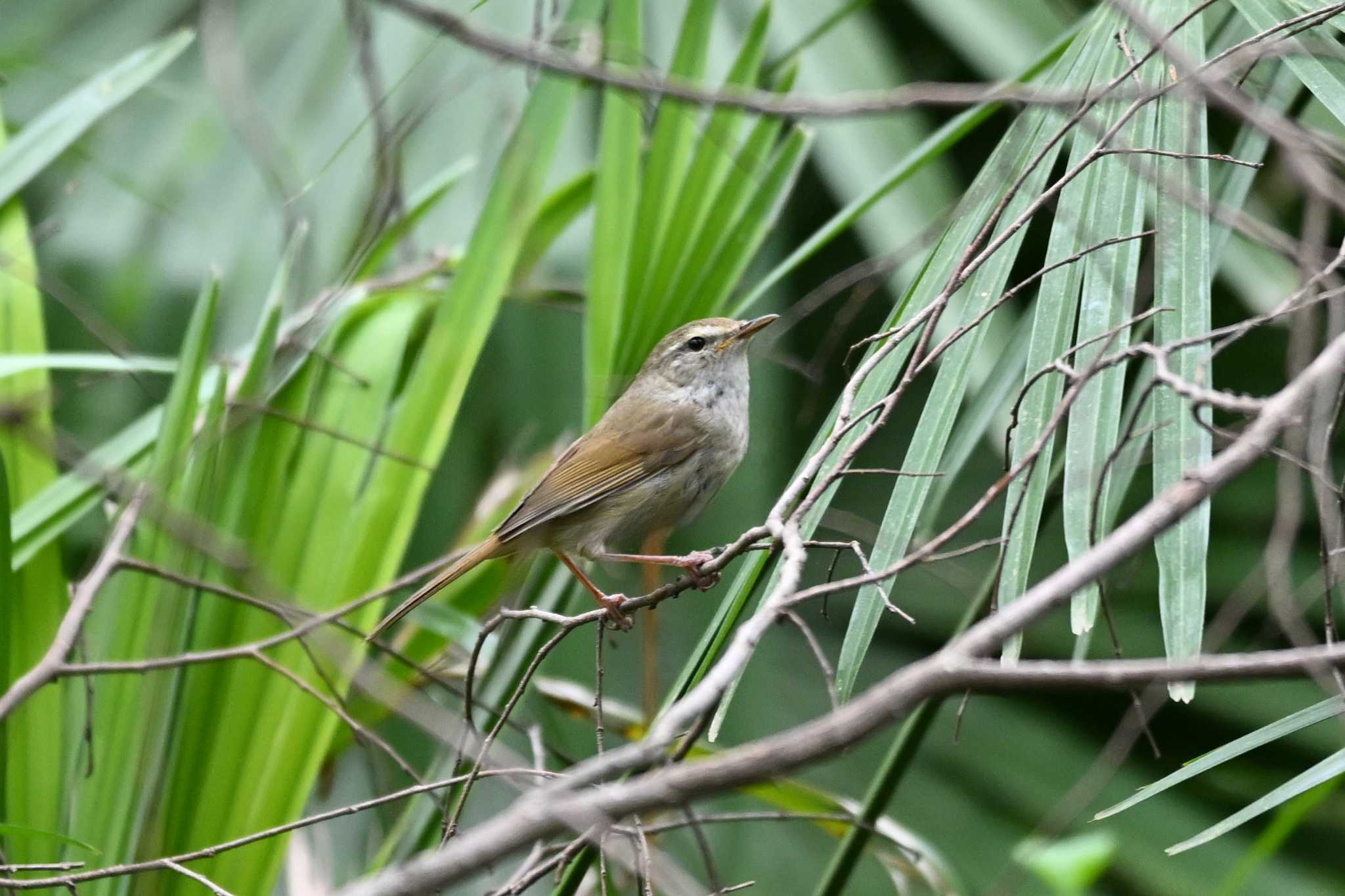 Photo of Japanese Bush Warbler at Akigase Park by Yokai