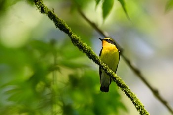 Narcissus Flycatcher 栃木県民の森 Sat, 5/4/2024