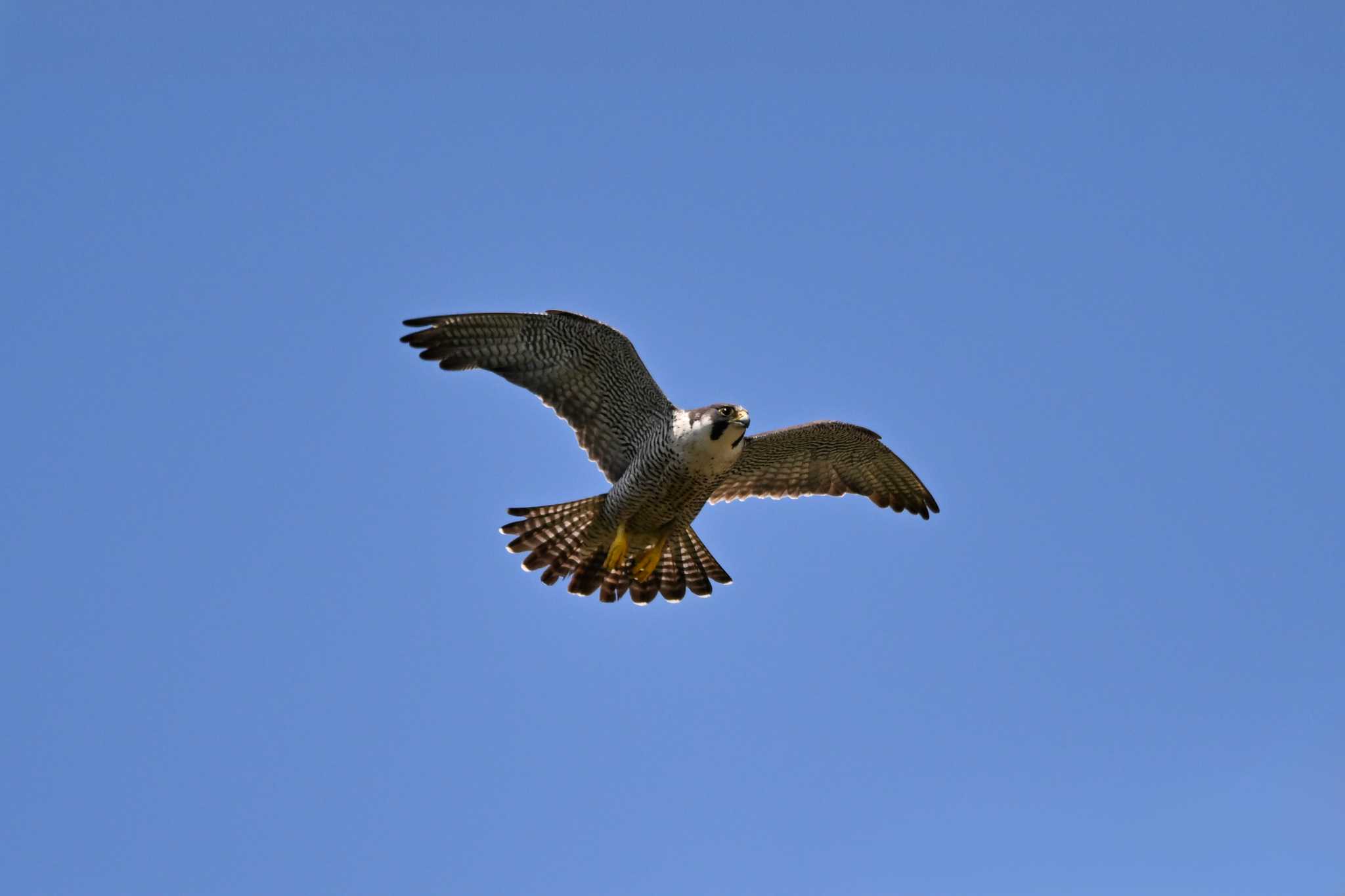 Photo of Peregrine Falcon at 栃木県 by Yokai