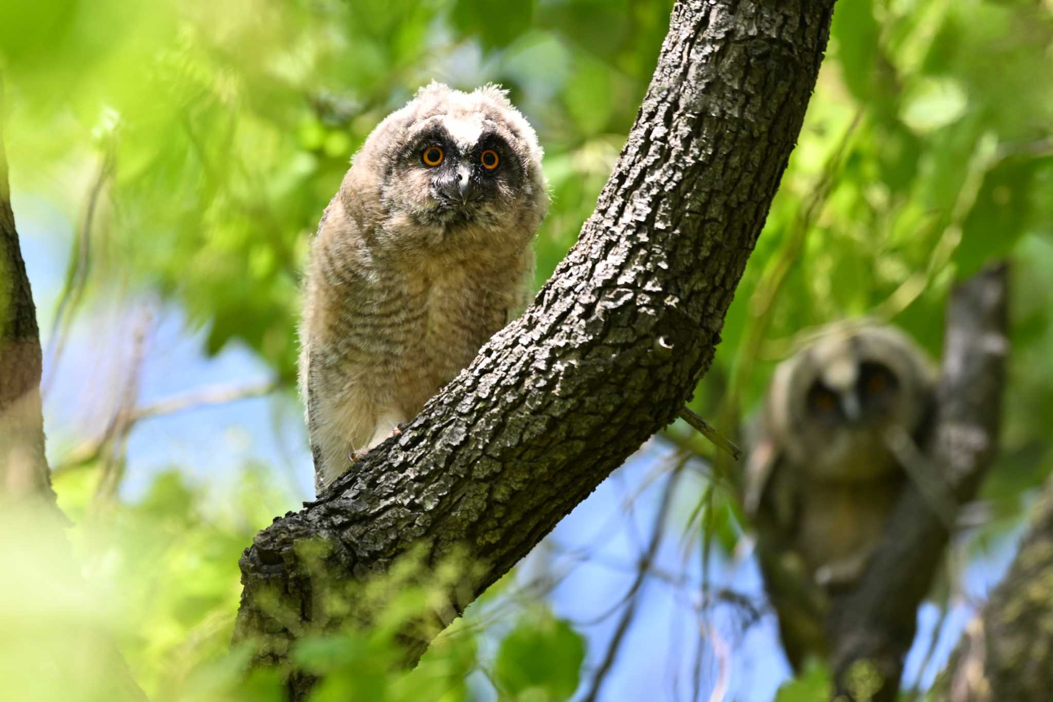 Photo of Long-eared Owl at 関東地方 by Yokai