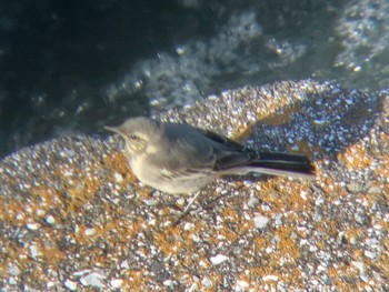 White Wagtail 多摩川二ヶ領宿河原堰 Sun, 5/5/2024