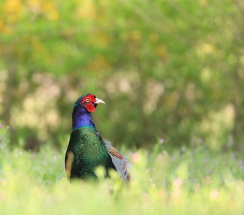 Green Pheasant 自宅周辺 Sat, 4/13/2024