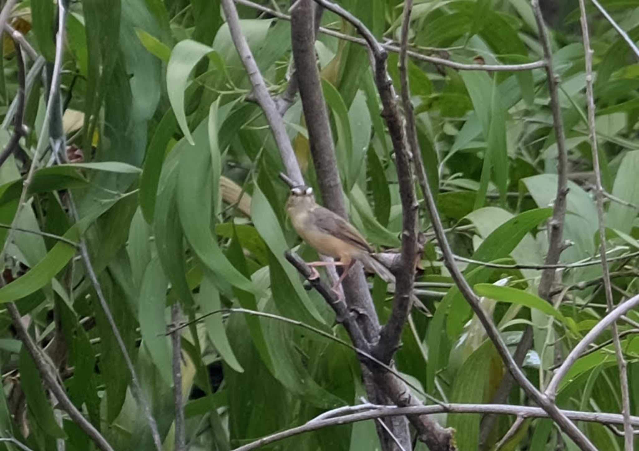 Yellow-vented Bulbul