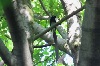 Black Paradise Flycatcher Shakujii Park Sat, 5/4/2024