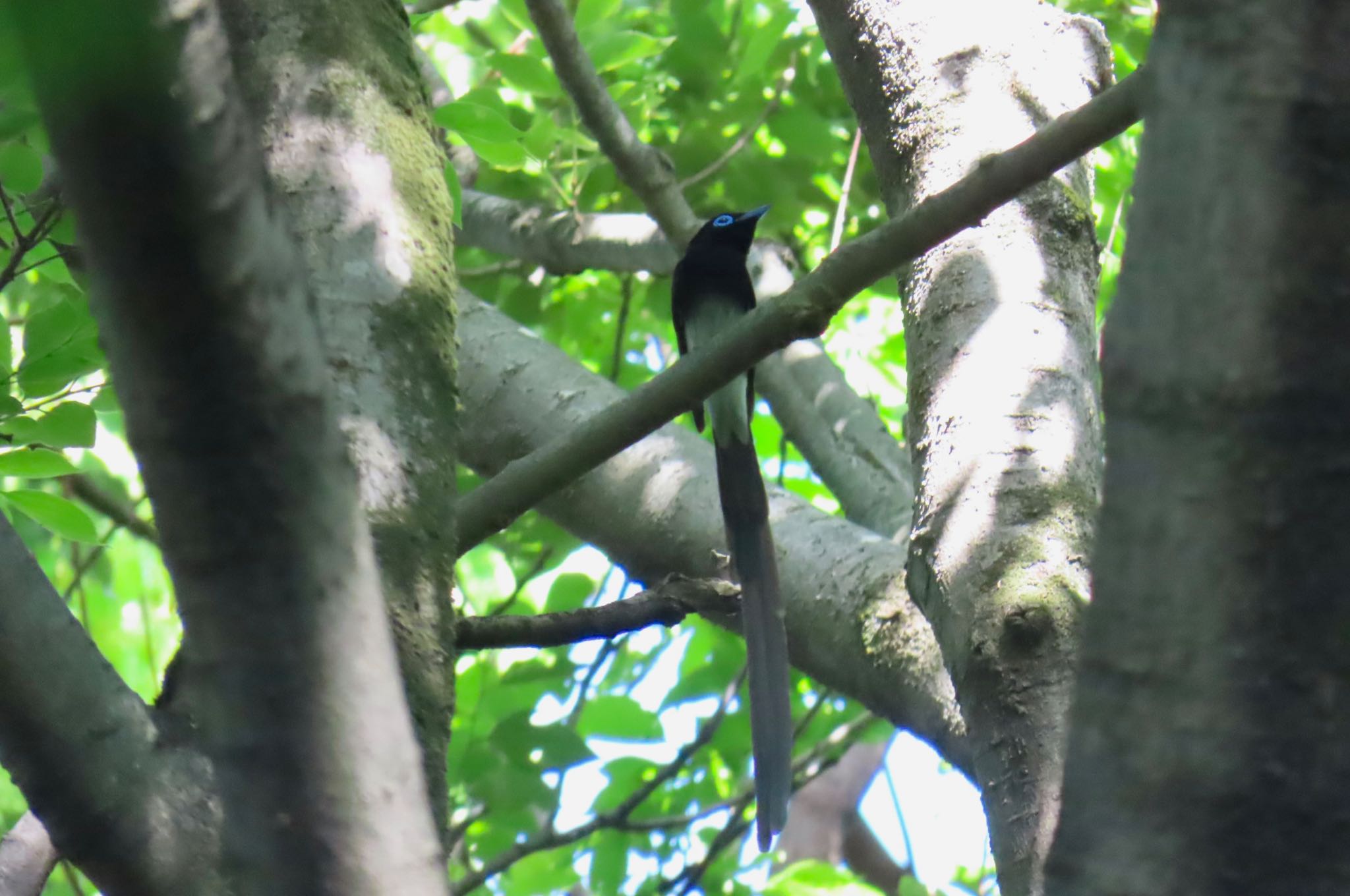 Black Paradise Flycatcher