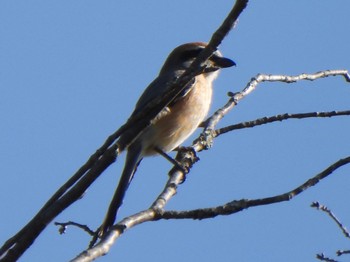 Bull-headed Shrike 甲斐大泉 Sun, 5/5/2024