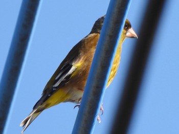 2024年5月5日(日) 甲斐大泉の野鳥観察記録