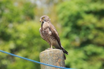 Grey-faced Buzzard 千葉県成田市 Sun, 5/5/2024