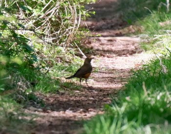 Brown-headed Thrush 河口湖周辺 Sun, 5/5/2024