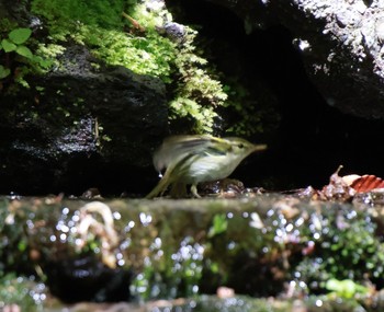 Eastern Crowned Warbler 山中湖周辺 Sun, 5/5/2024