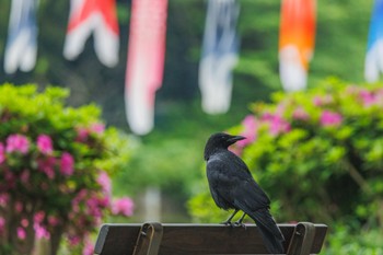 ハシボソガラス 善福寺公園 2024年4月27日(土)