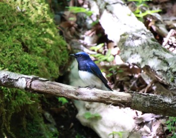 Blue-and-white Flycatcher 山中湖周辺 Sun, 5/5/2024