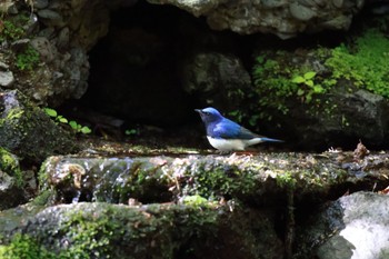 Blue-and-white Flycatcher 山中湖周辺 Sun, 5/5/2024