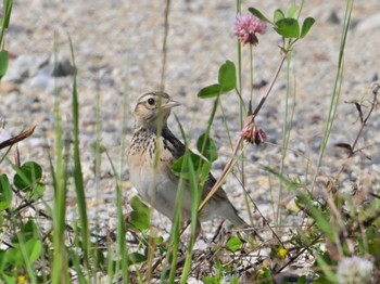 Eurasian Skylark 平城宮跡 Sun, 5/5/2024