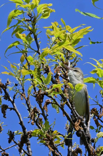 Oriental Reed Warbler 平城宮跡 Sun, 5/5/2024