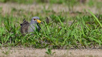 Grey-headed Lapwing 平城宮跡 Sun, 5/5/2024