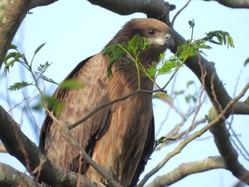 Black Kite Watarase Yusuichi (Wetland) Sun, 5/5/2024