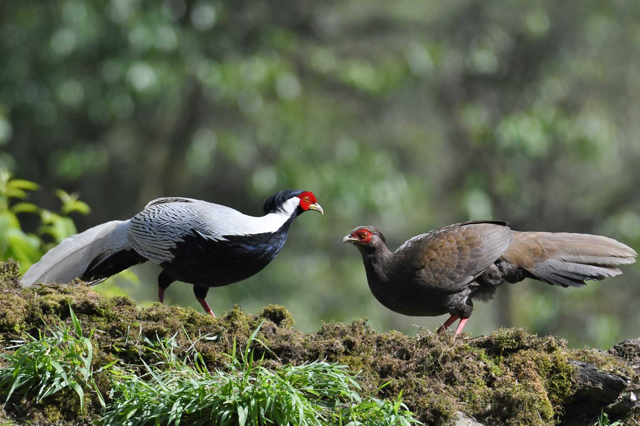 Photo of Silver Pheasant at 老君山(Laojunshan) by あひる