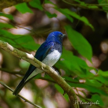 Sun, 5/5/2024 Birding report at Hayatogawa Forest Road