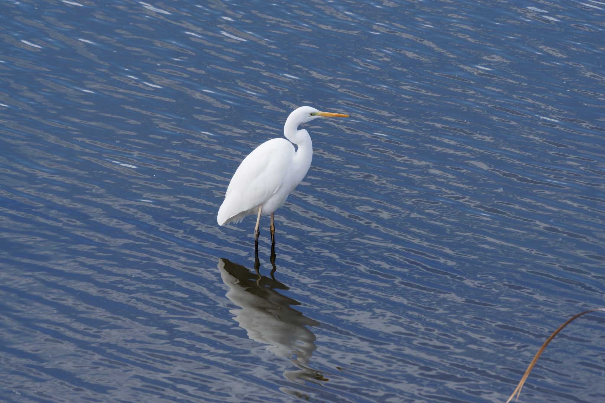 Photo of Great Egret at 境川遊水池 by たねもみちゃん