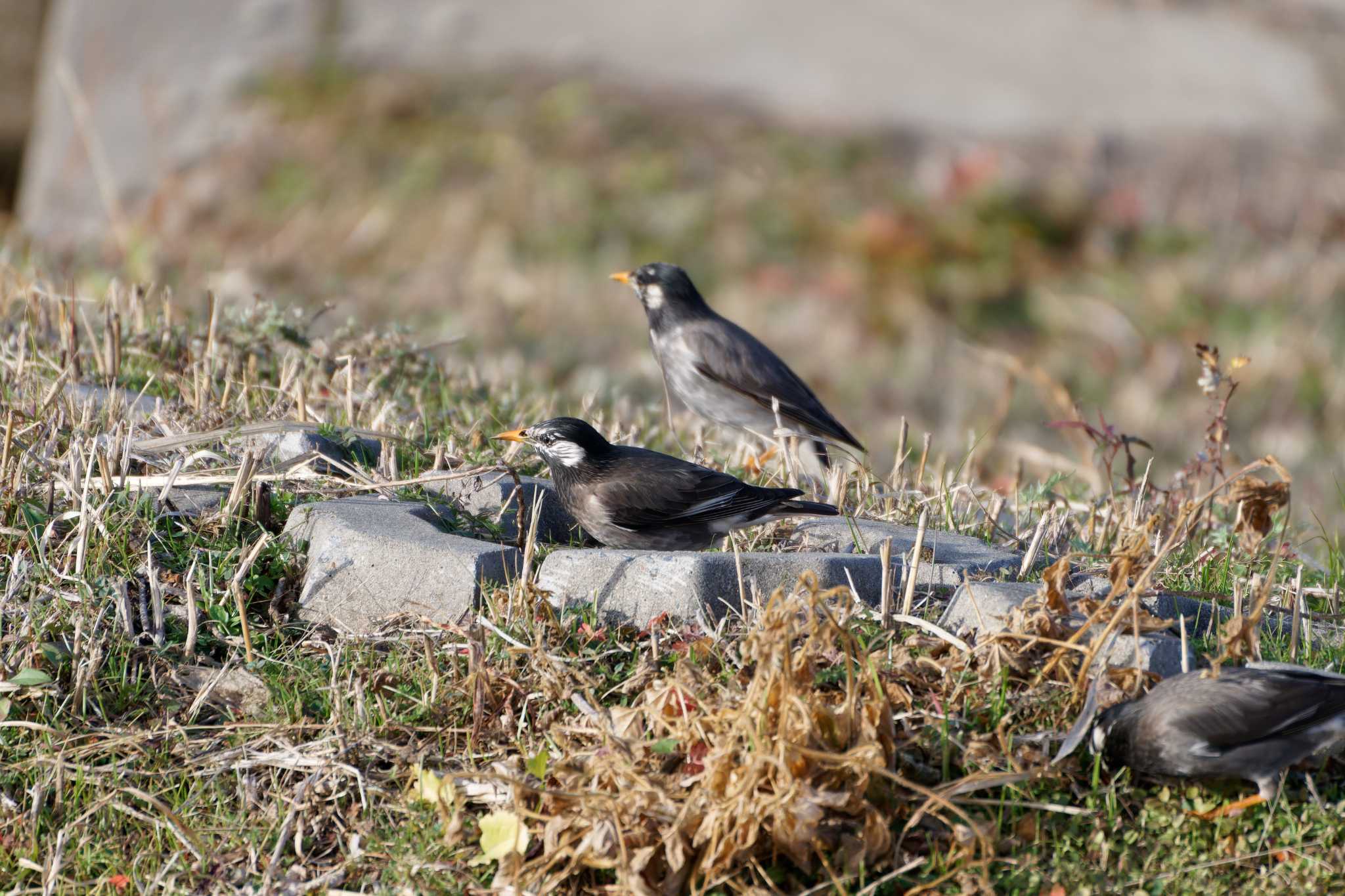 Photo of White-cheeked Starling at 境川遊水池 by たねもみちゃん