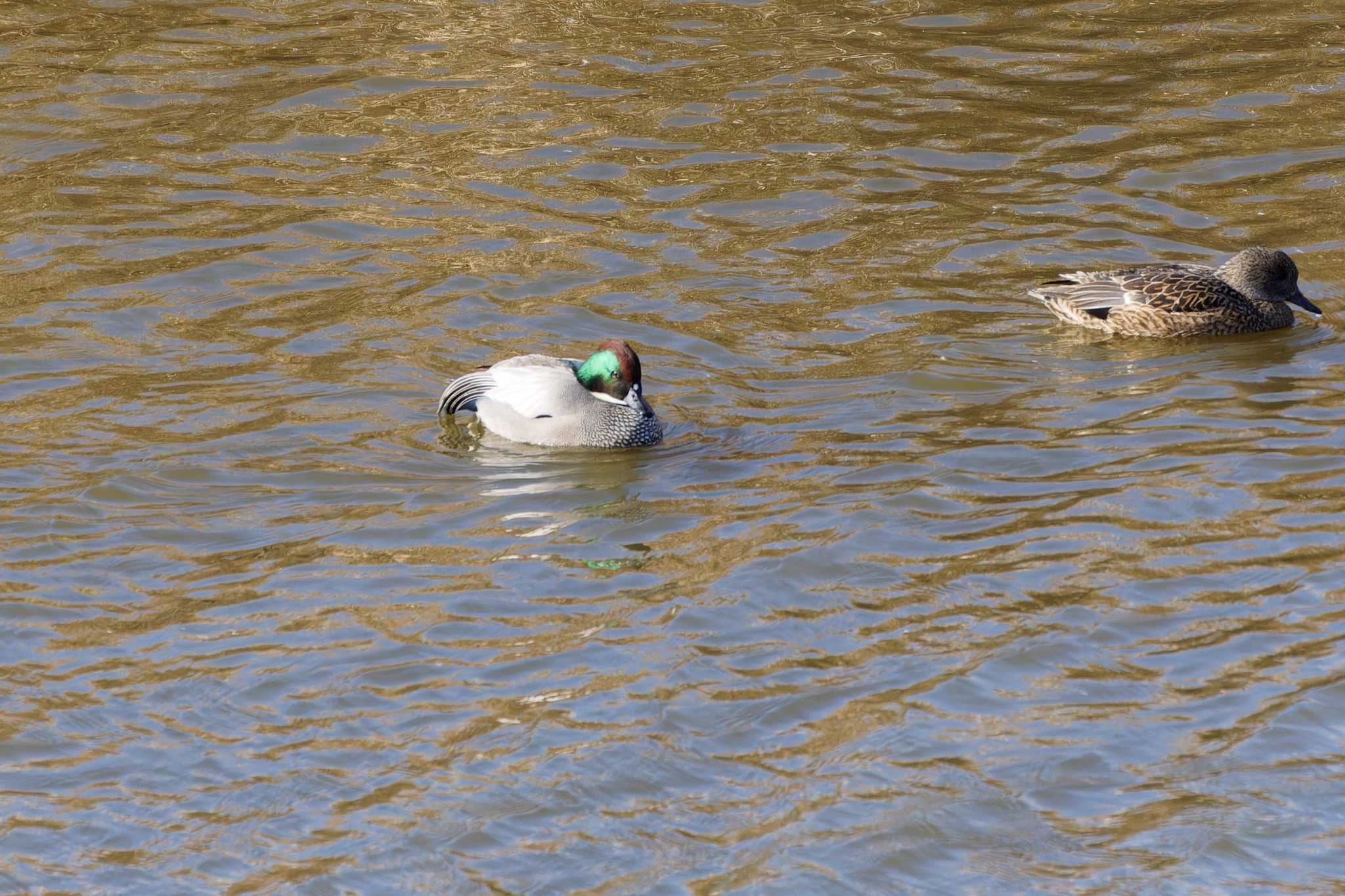 Photo of Falcated Duck at 境川遊水池 by たねもみちゃん