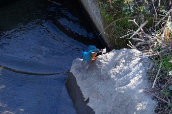 Common Kingfisher 境川遊水池 Thu, 1/4/2024